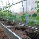 Когда и как правильно пересаживать рассаду в открытый грунт?