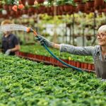 Как правильно высаживать розы в контейнерах и горшках?