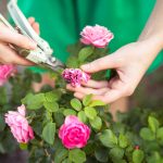 Как ухаживать за растениями после заболевания?