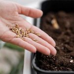 Как ухаживать за растениями после заболевания?