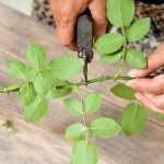 Как правильно высаживать розы в контейнерах и горшках?