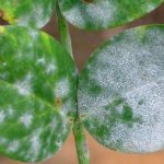 Как защитить растения от бактериальных инфекций?