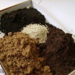 Как выбрать правильные семена для рассады?