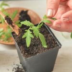 Как правильно освещать рассаду на подоконнике?