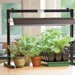 Как обеспечить рассаде правильный температурный режим?