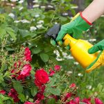 Как правильно обрезать розы для стимулирования роста и цветения?