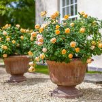 Как бороться с засухой и поддерживать здоровье роз в жаркие летние месяцы?