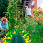 Как укрывать розы на зиму?