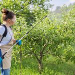 Как бороться с грибковыми заболеваниями растений?